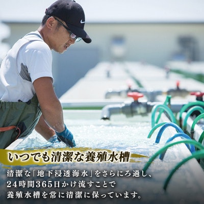 【2026年12月下旬発送】奇跡の再始動 訳あり翡翠あわび30g×6個[hisui011-12g]