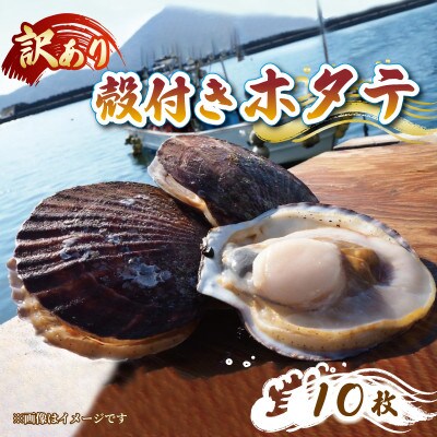 訳あり 殻付き 活ホタテ 10枚 [nakano006]