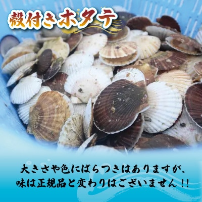 訳あり 殻付き 活ホタテ 10枚 [nakano006]
