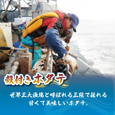 訳あり 殻付き 活ホタテ 10枚 [nakano006]