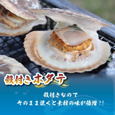 訳あり 殻付き 活ホタテ 10枚 [nakano006]
