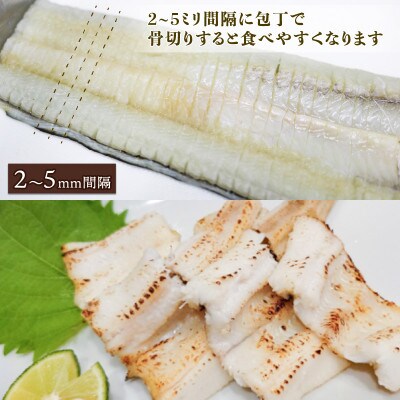 あなご開き 2～3パック(計900g)[shitabo012_1]