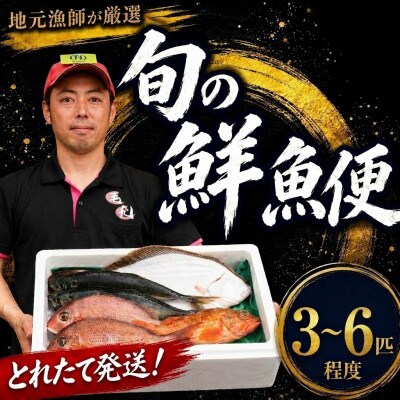 鮮魚便 3~6匹セット[56500295_1]
