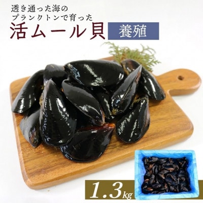 活ムール貝 1.3kg[enzen005_2]