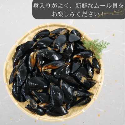 活ムール貝 1.3kg[enzen005_2]