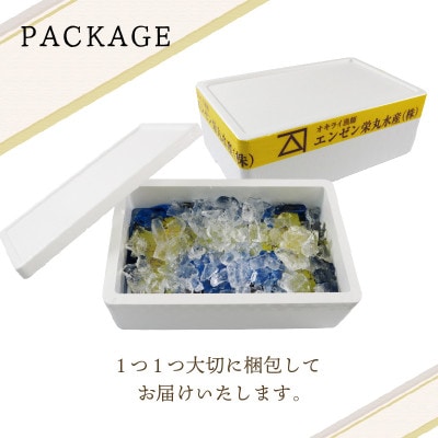 活ムール貝 1.3kg[enzen005_2]