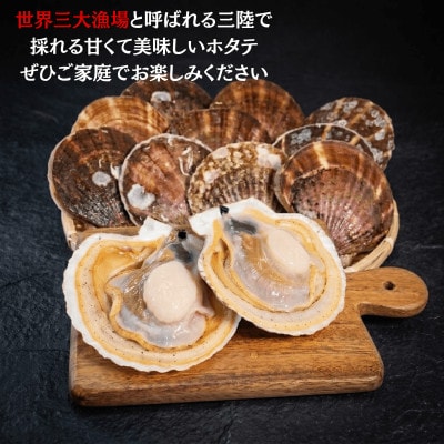 活ホタテ10枚(12～13cm)[enzen004_1]