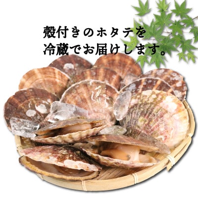 活ホタテ10枚(12～13cm)[enzen004_1]