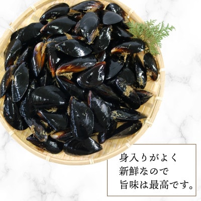 活ムール貝1.9kg[enzen006_2]