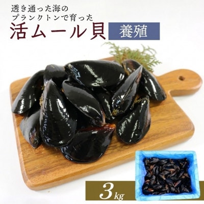活ムール貝3kg[enzen007]
