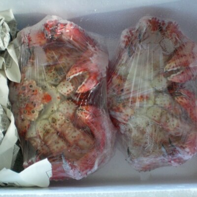 【年内配送可○】★ボイル花咲蟹400g～500g×2尾 A-29009