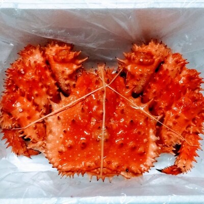 【年内配送可○】★花咲ガニ1.1kg前後×1尾(チルド便) D-57024