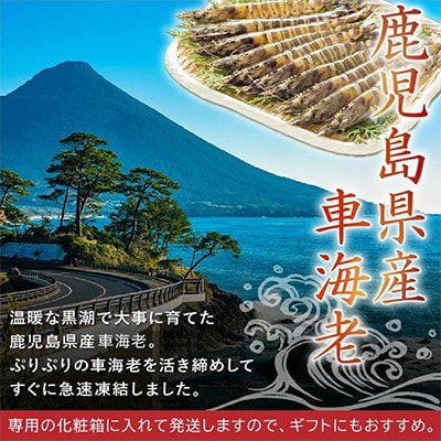 鹿児島県産大きめ冷凍車海老300g