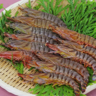 活き〆冷凍車海老300g(10尾～16尾)