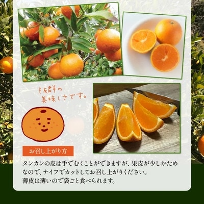 【2027年2月下旬頃より順次発送】選りすぐり薩摩濃密タンカン 5kg