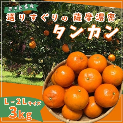 【2027年2月中旬頃より順次発送】選りすぐり薩摩濃密タンカン 3kg