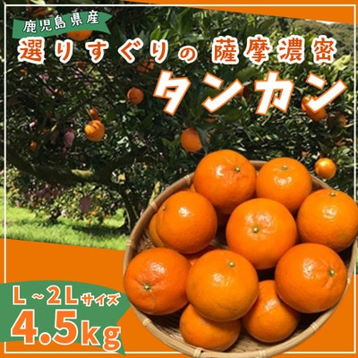 【2027年2月中旬頃より順次発送】選りすぐり薩摩濃密タンカン 4.5kg