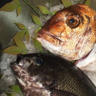 天然地魚の食べ比べ 鍋セット