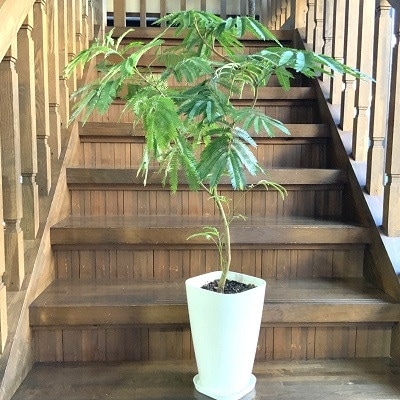 観葉植物 エバーフレッシュ8号サイズ1鉢