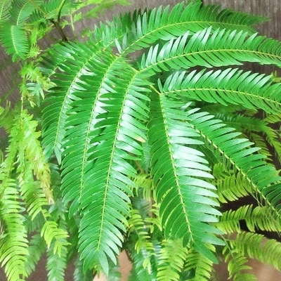 観葉植物 エバーフレッシュ8号サイズ1鉢