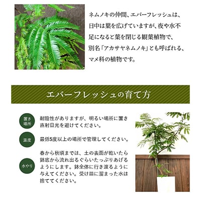 観葉植物 エバーフレッシュ8号サイズ1鉢