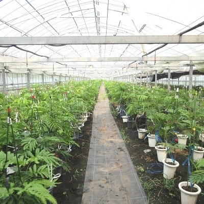 観葉植物 エバーフレッシュ8号サイズ1鉢