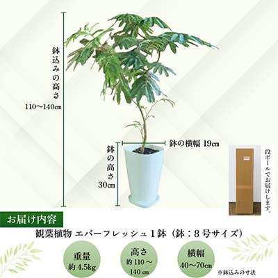 観葉植物 エバーフレッシュ8号サイズ1鉢