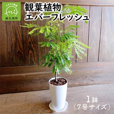 観葉植物 エバーフレッシュ7号サイズ1鉢