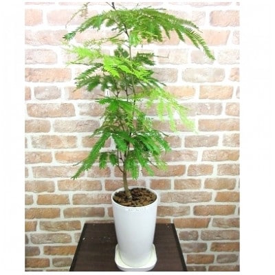観葉植物 エバーフレッシュ7号サイズ1鉢
