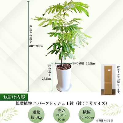 観葉植物 エバーフレッシュ7号サイズ1鉢