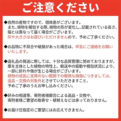 観葉植物 エバーフレッシュ7号サイズ1鉢