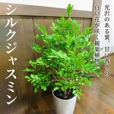 観葉植物 シルクジャスミン1鉢