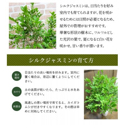 観葉植物 シルクジャスミン1鉢
