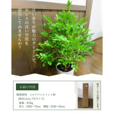 観葉植物 シルクジャスミン1鉢