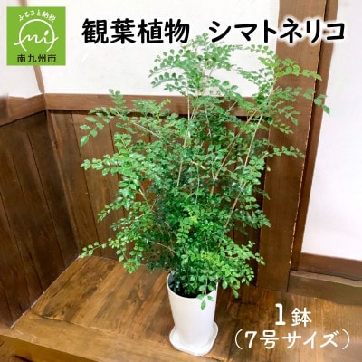 観葉植物 シマトネリコ1鉢