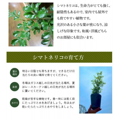 観葉植物 シマトネリコ1鉢