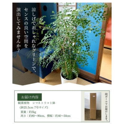 観葉植物 シマトネリコ1鉢