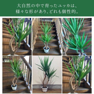 観葉植物 ユッカ1鉢