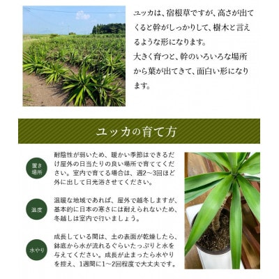 観葉植物 ユッカ1鉢