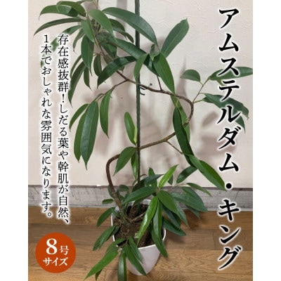 観葉植物 アムステルダム・キング1鉢
