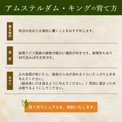 観葉植物 アムステルダム・キング1鉢