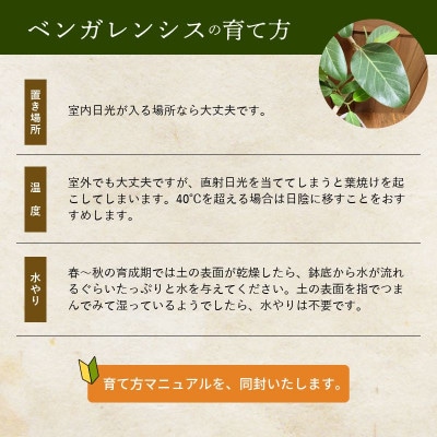 観葉植物 ベンガレンシス8号サイズ1鉢