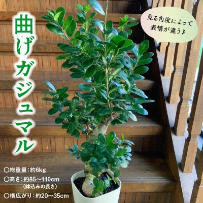 観葉植物 ガジュマル1鉢