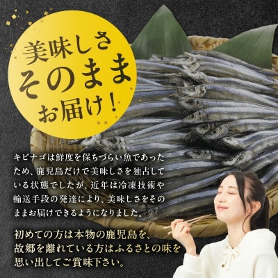 鹿児島県産キビナゴ丸ごと冷凍1.5kg 008-65
