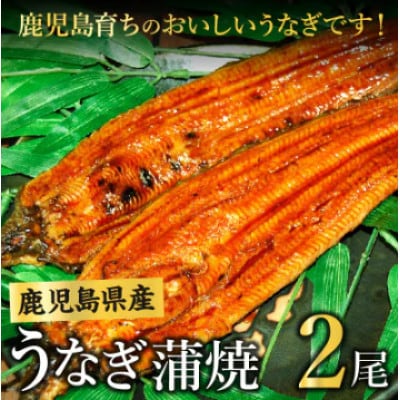 鹿児島県産うなぎ蒲焼2尾 008-55