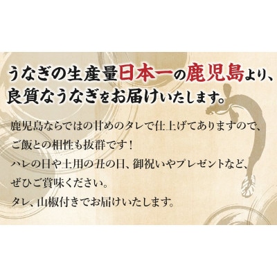 鹿児島県産うなぎ蒲焼2尾 008-55
