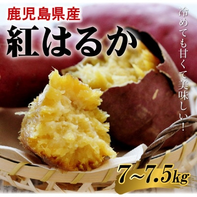 鹿児島県産紅はるか7～7.5kg 008-59