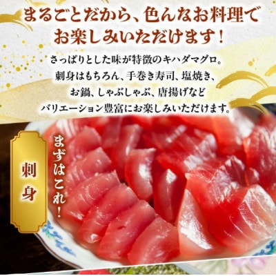 鹿児島近海キハダマグロ1尾 008-57