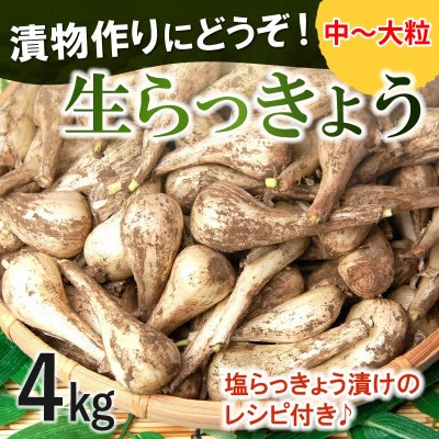 漬物作りに!生らっきょう(中～大粒)4kg
