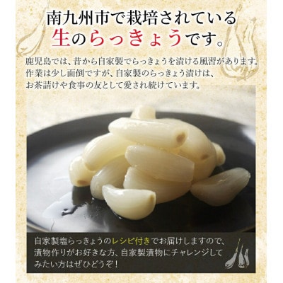 漬物作りに!生らっきょう(中～大粒)4kg